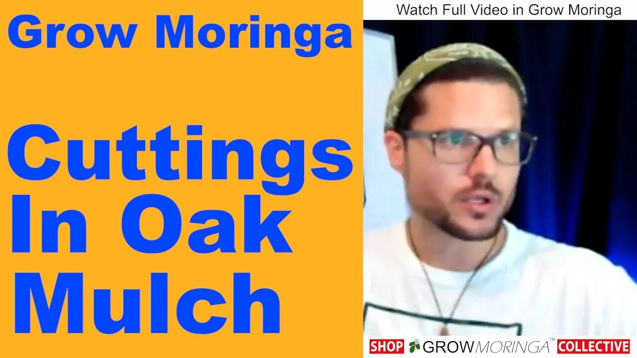 Start Moringa Cuttings in Oak Mulch During Rainy Season | Air Layering Cut Bark & Bag to Make Roots