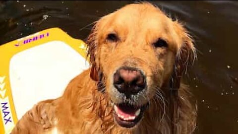 Golden retriever é muito esperto para este desafio