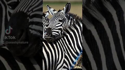 Zebra Magna Transition Sea Sky Nature photography lovers photo Trinidad and Tobago #shorts