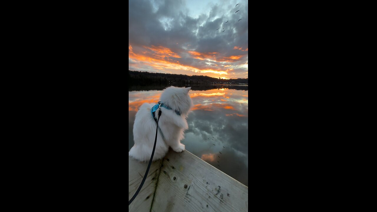 Cat Watching Sunset