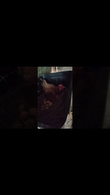 Forest is laying another egg, she will have enough soon and will be sitting again