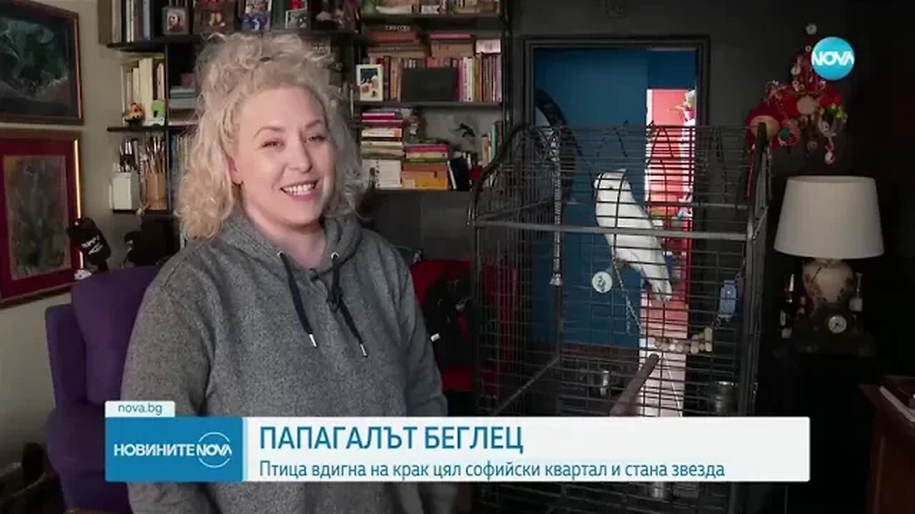 Папагал беглец вдигна на крак цял софийски квартал
