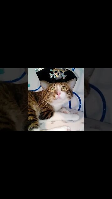 Pirate Cat Wakes up #shorts