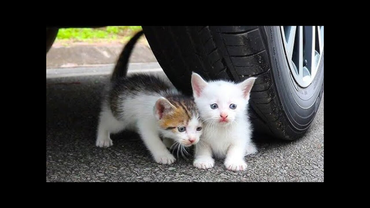 ๐Cute And Funny Pets | Try Not To Laugh To These Pets Compilation ๐ Cutest Lands