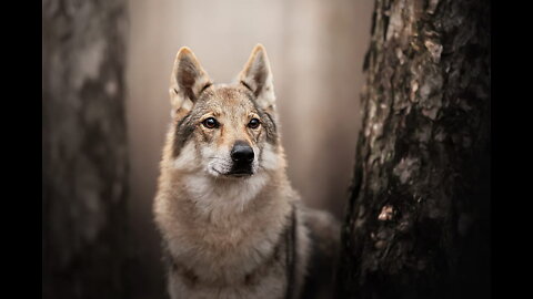 wolf canine animal