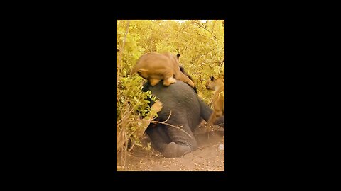 The Lion King