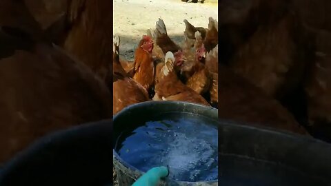 #chickens #layers #freerange #homesteading #homesteadlife #farm #farmlife #farmanimals #layinghens