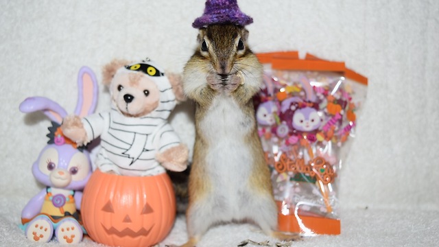 Happy Halloween Chipmunk