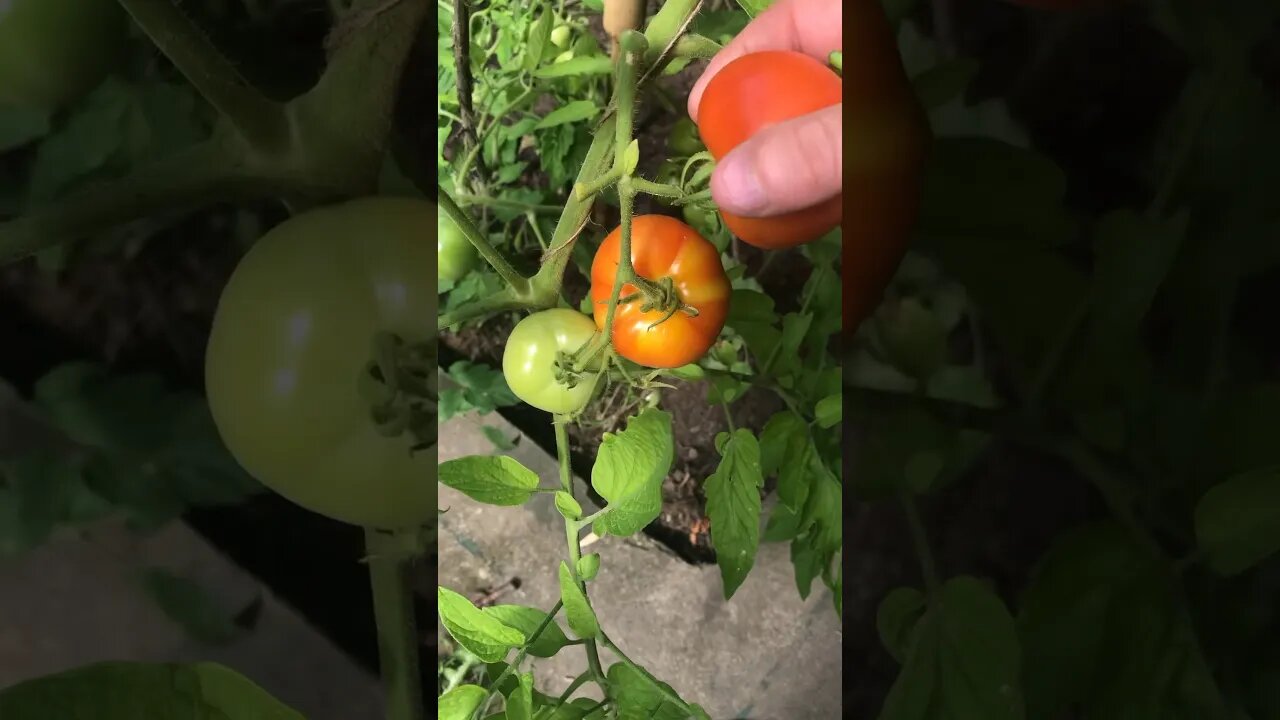 Off the Vine 🍅🌶️
