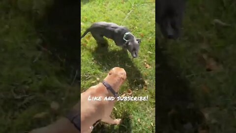 She is always picking on him! Like and Subscribe for more! #shorts #funny #cute #dog