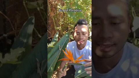 Bird of Paradise- Greeangoes #viral #viralshorts #flowers #birdofparadise #beautiful #youtubeshorts