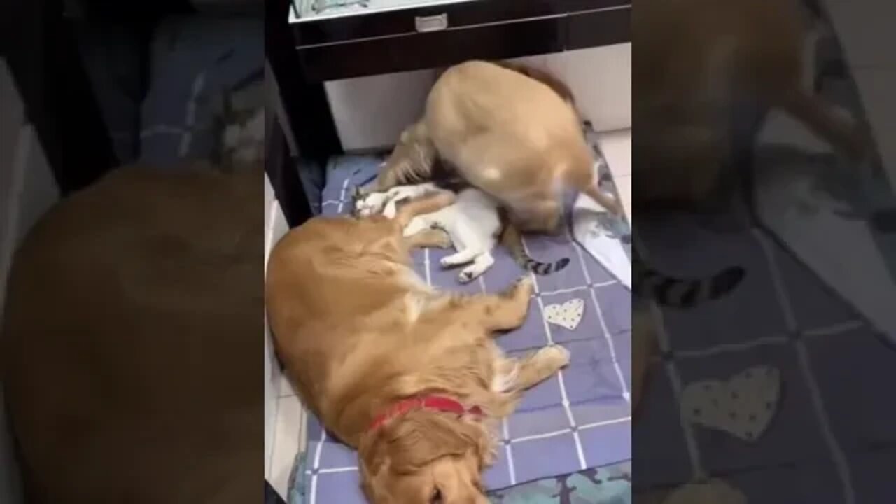 What happens with 2 dogs and a cat? 🐕🐕🐈