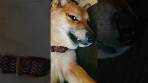 Le shweepy doge is le happy doge...