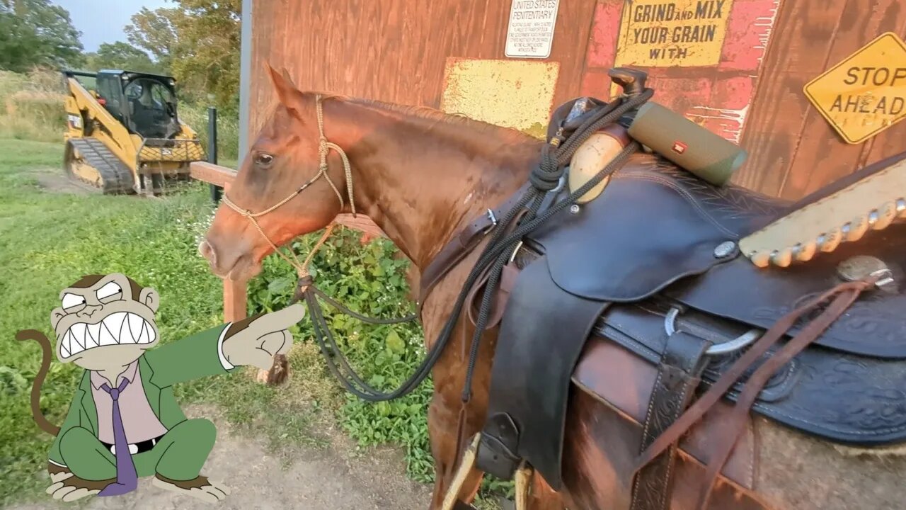 Cajun Finally Crossed the Interstate 🐎😁👍