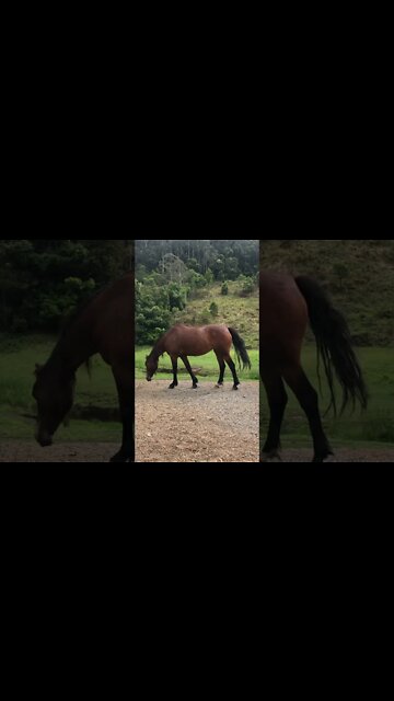 Beautiful bay brumby pony