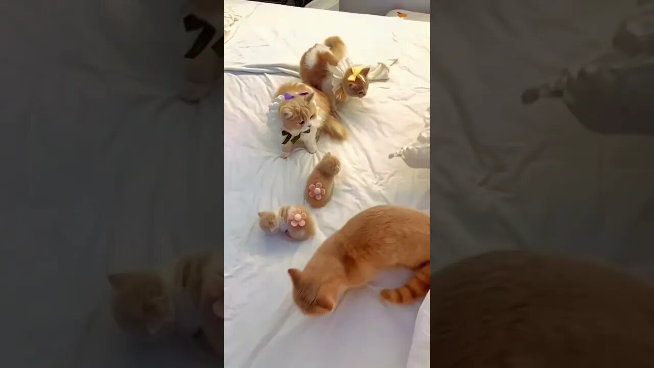 How to make your bed warm? Of course, to have them.
