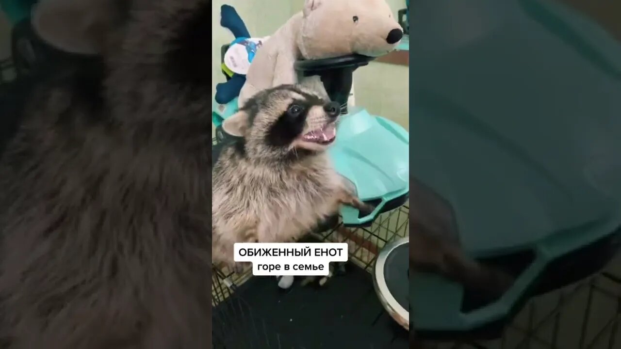 #shorts Смешные Еноты Из Тик Ток 21 Funny Tik Tok Raccoons