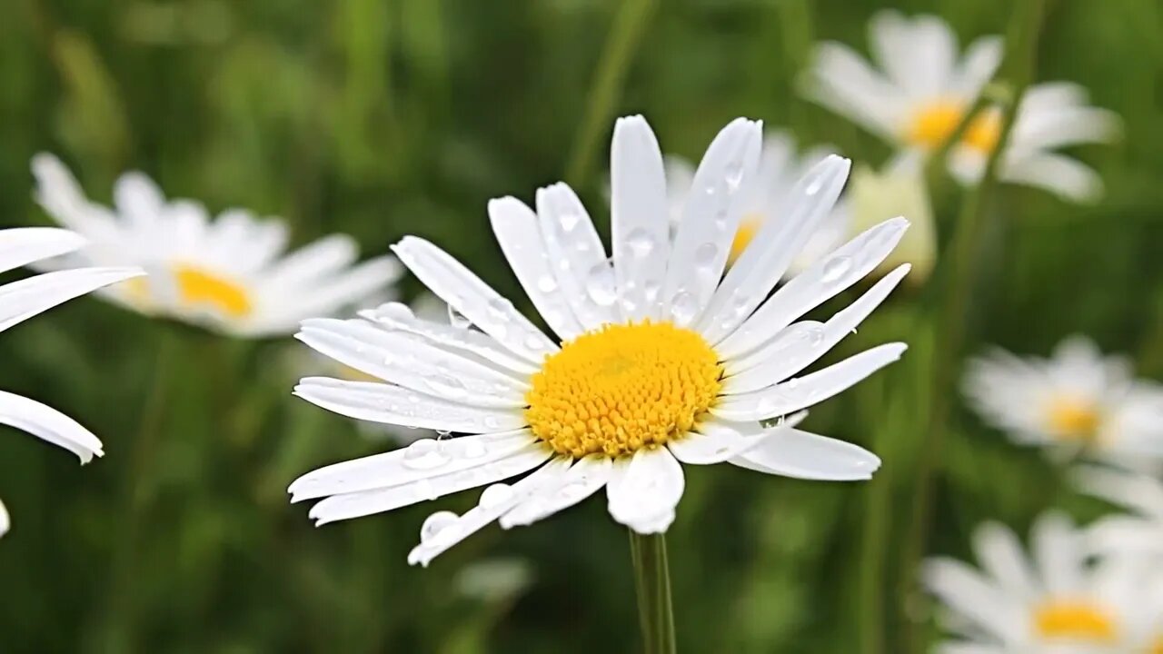 Flower Stock Footage Garden Nature Free HD Videos No Copyright