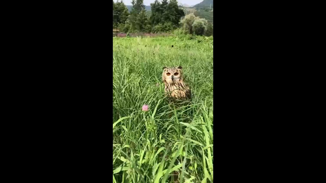 The owl's eyes are completely motionless, which is why nature has rewarded them with such an incredible neck