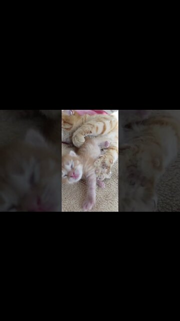 "Надежда на спасение: кошка и ее котята найдены в подвале"