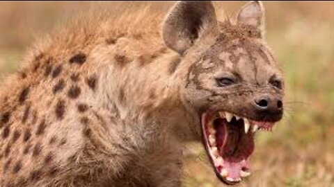 Hyena south africa guards the house like a dog