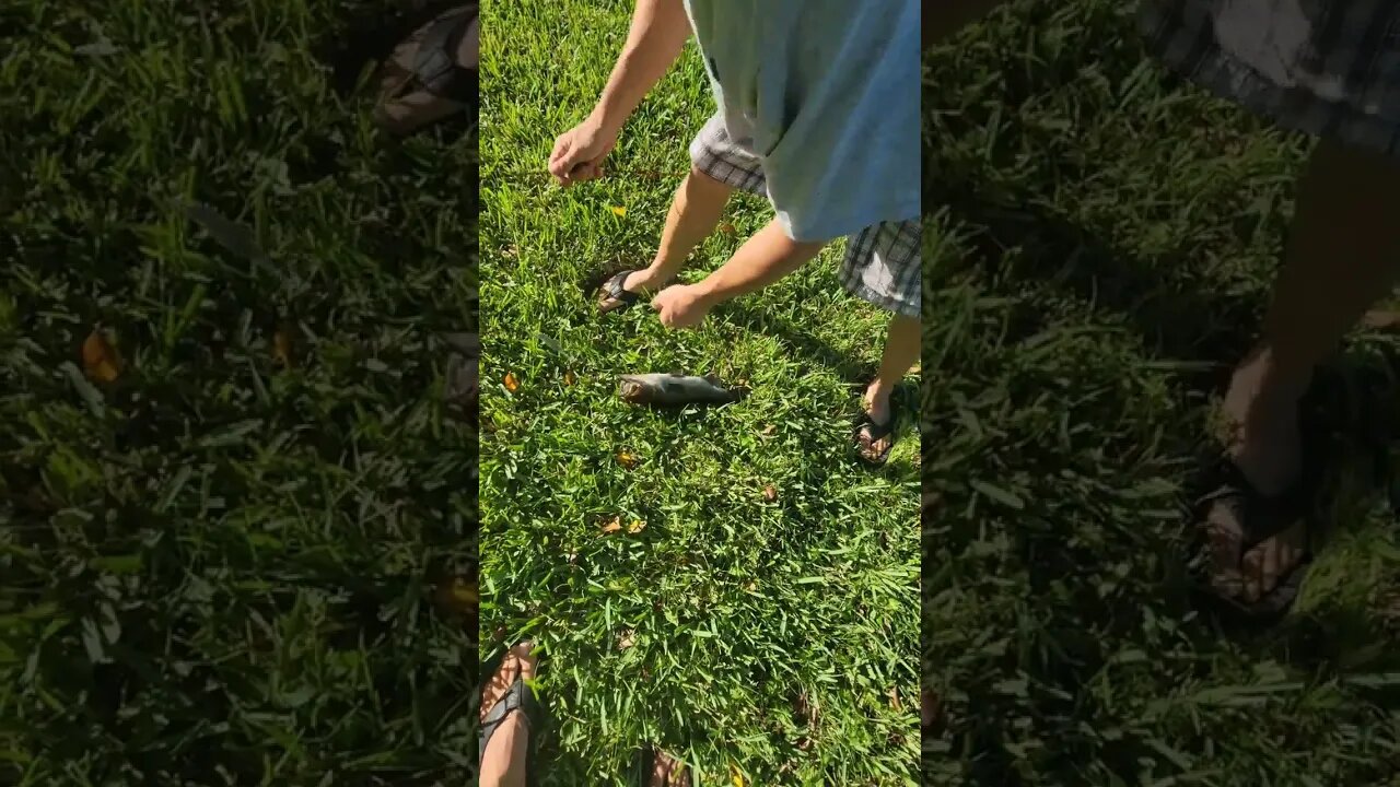 A Snakehead and 2 Little Bass Full Video