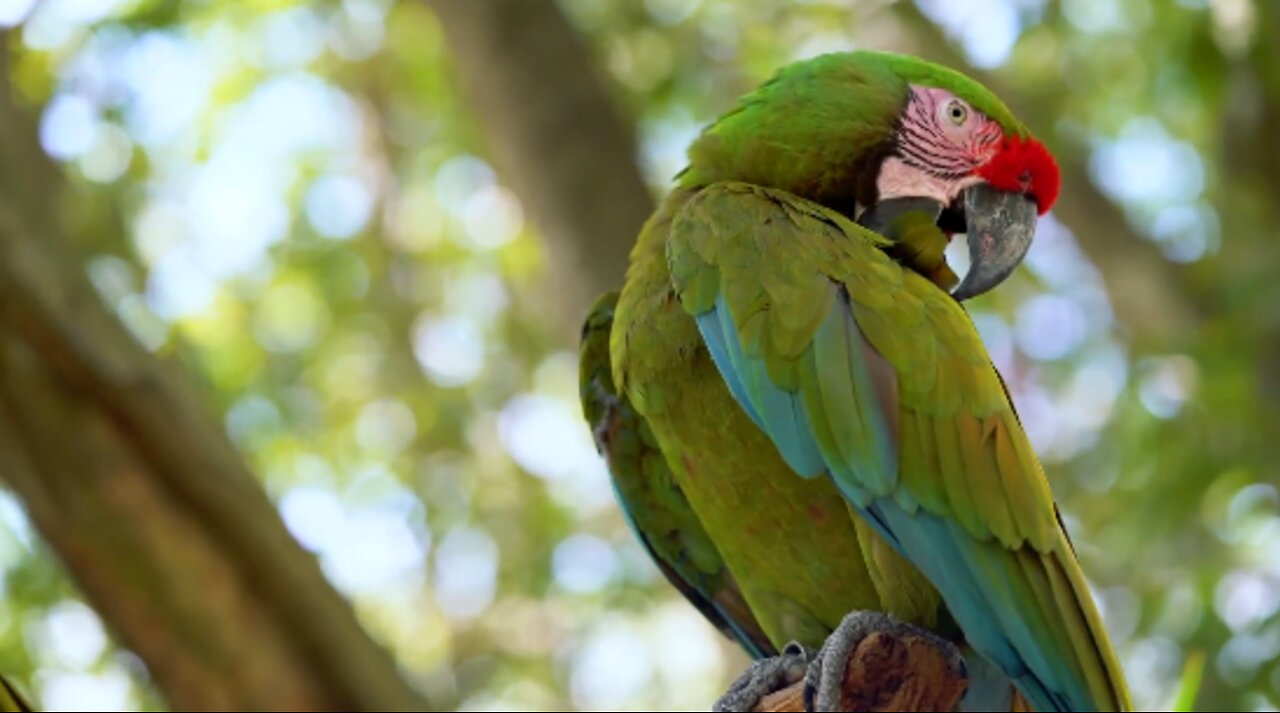 While many parrot species do well with well-behaved children