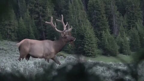 How close is too close? VELVET MANIA VIDEO 7 BULL ELK! !