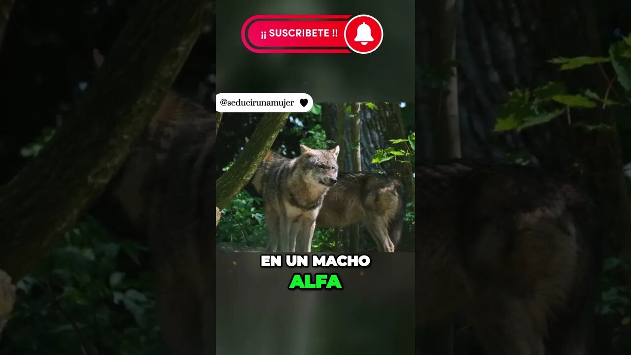 Desvelando Los Secretos Para Ser Un Macho Alfa Autentico. #machoalfa #seducirmujeres #secretos