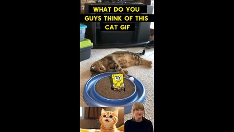 Cute Cat Gif
