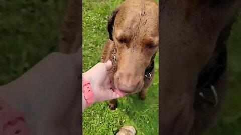 Having fun!! #chesapeakebayretriever #goodestboy