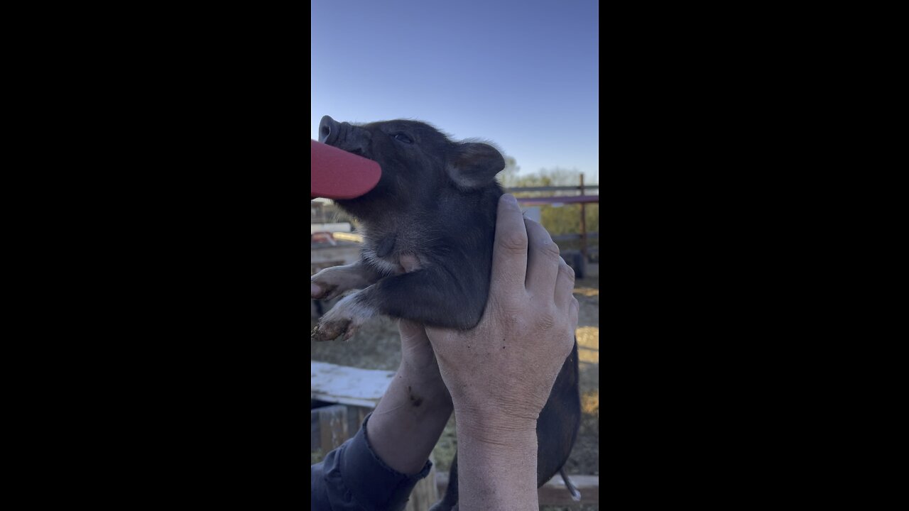 Baby piglet trying to eat my hat
