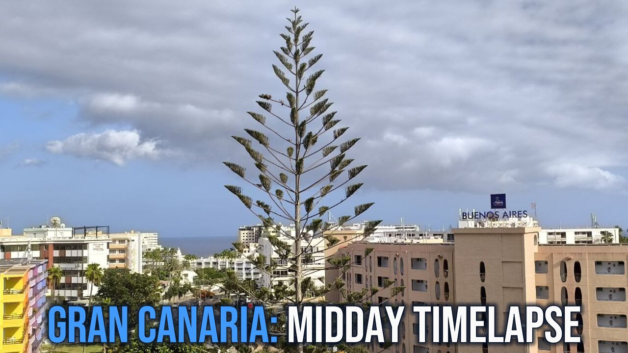 Gran Canaria Timelapse: Norfolk Pine and Ocean Harmony! 🌊🌲