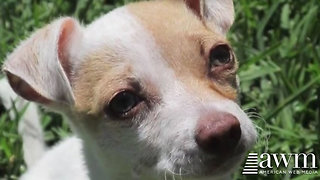 Puppy Is Reunited With Cop Who Saved Him From Drug Dealers