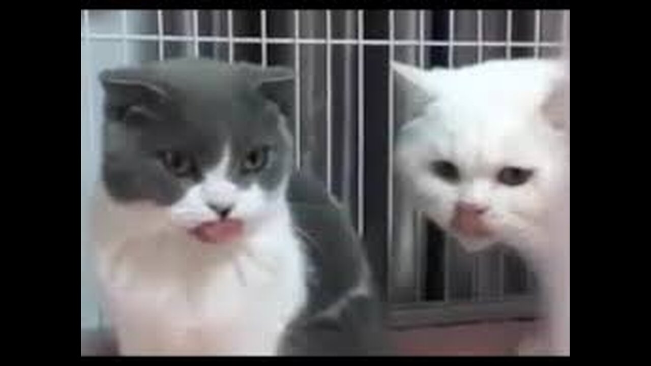 Funny animal videos 2023 - Funny cats/dogs - Funny animals