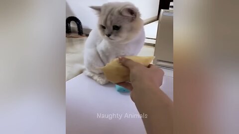 Cute animals Videos 😍🥳🥰🥰🤯💥🎊🤔😹🌟