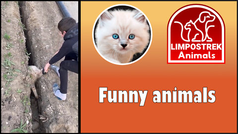 Funny animals