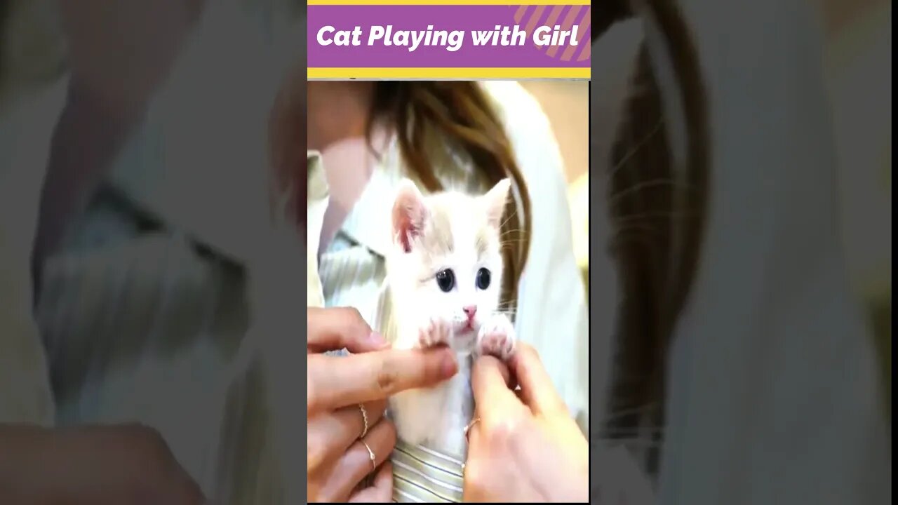 Cute Cat Playing with Girl: The Most Adorable Bond Ever #cutecat #kitten #kittenplaying