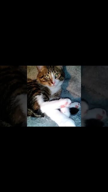 Cute Cat has White Socks #shorts