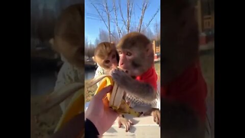 funny animals #PetpupFun #Fun #Dogs #Cats #Entertaiment