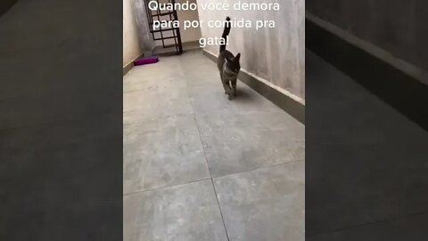 Gata quando vc atrasa a ração dela... #shorts