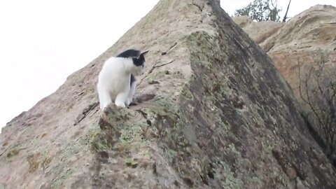 Our Cats #111 #shorts – Kitten Panqueeñou‘s Big Rock Climb Day