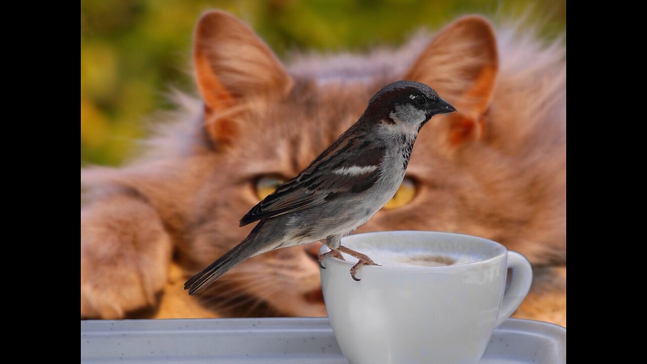 New Funny Animals π Funniest Cats and Dogs Videos πΊπΆ