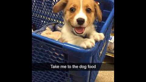 Animals best funny moments !!!