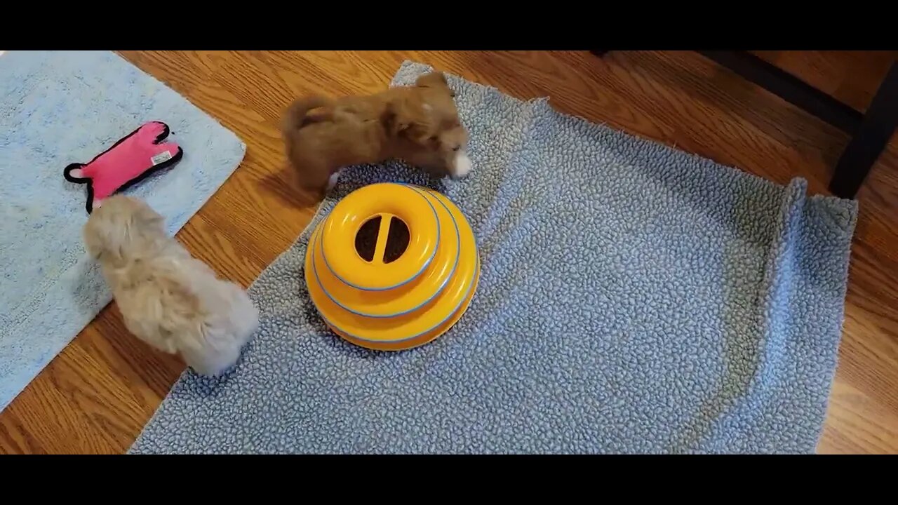 W Litter - Kitchen Time(1)