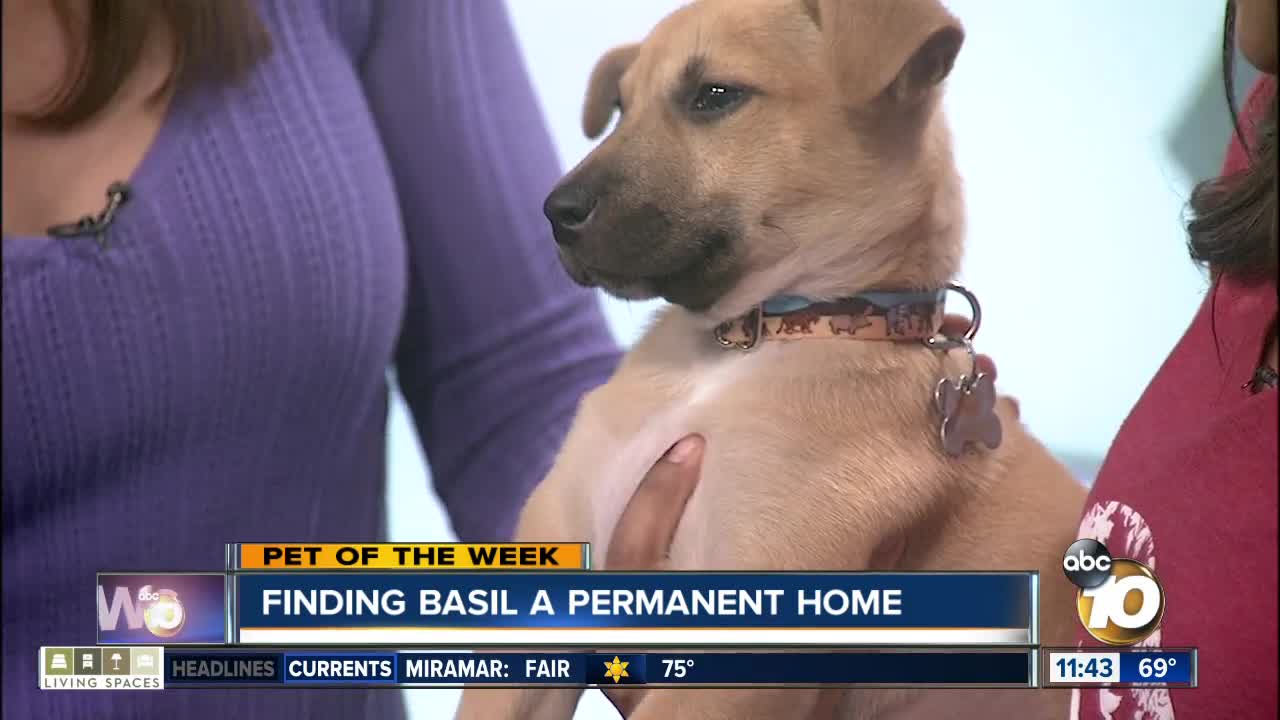 Pet of the Week: Basil