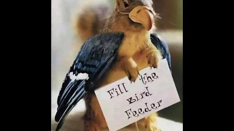 Fill The Bird-feeder 😂
