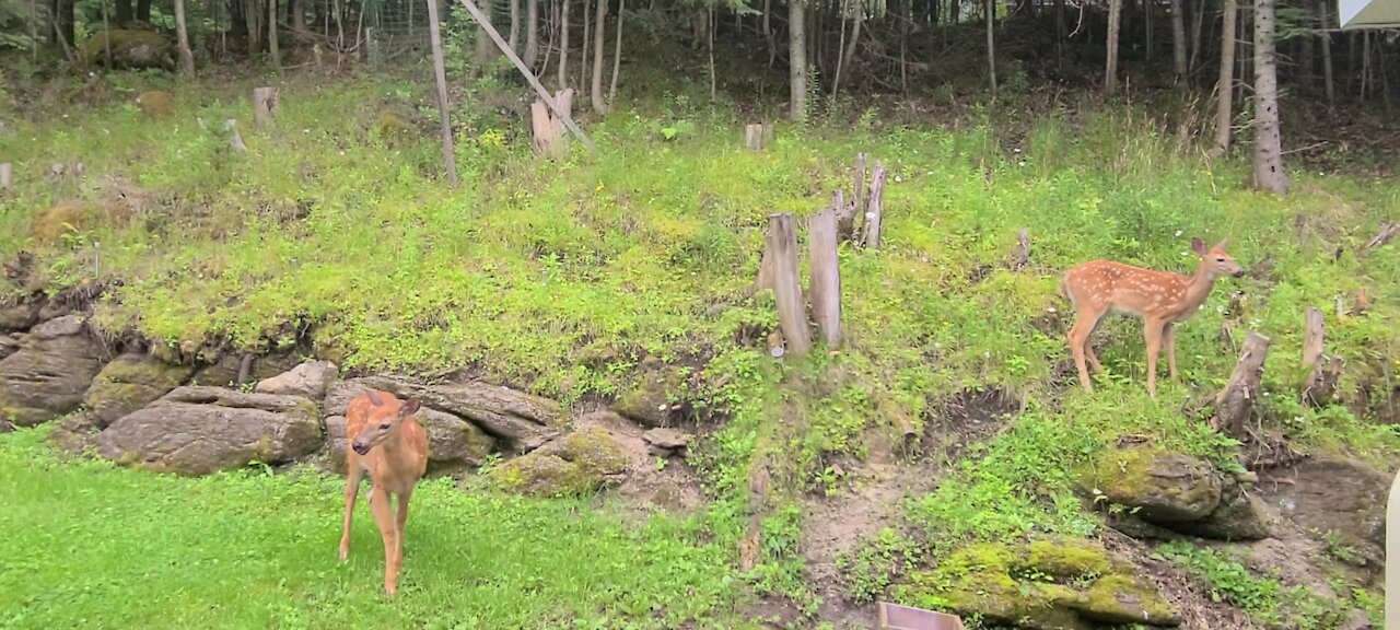 Twin fawns love to explore