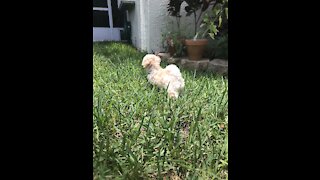 Meet Toby - The Happy Maltipoo