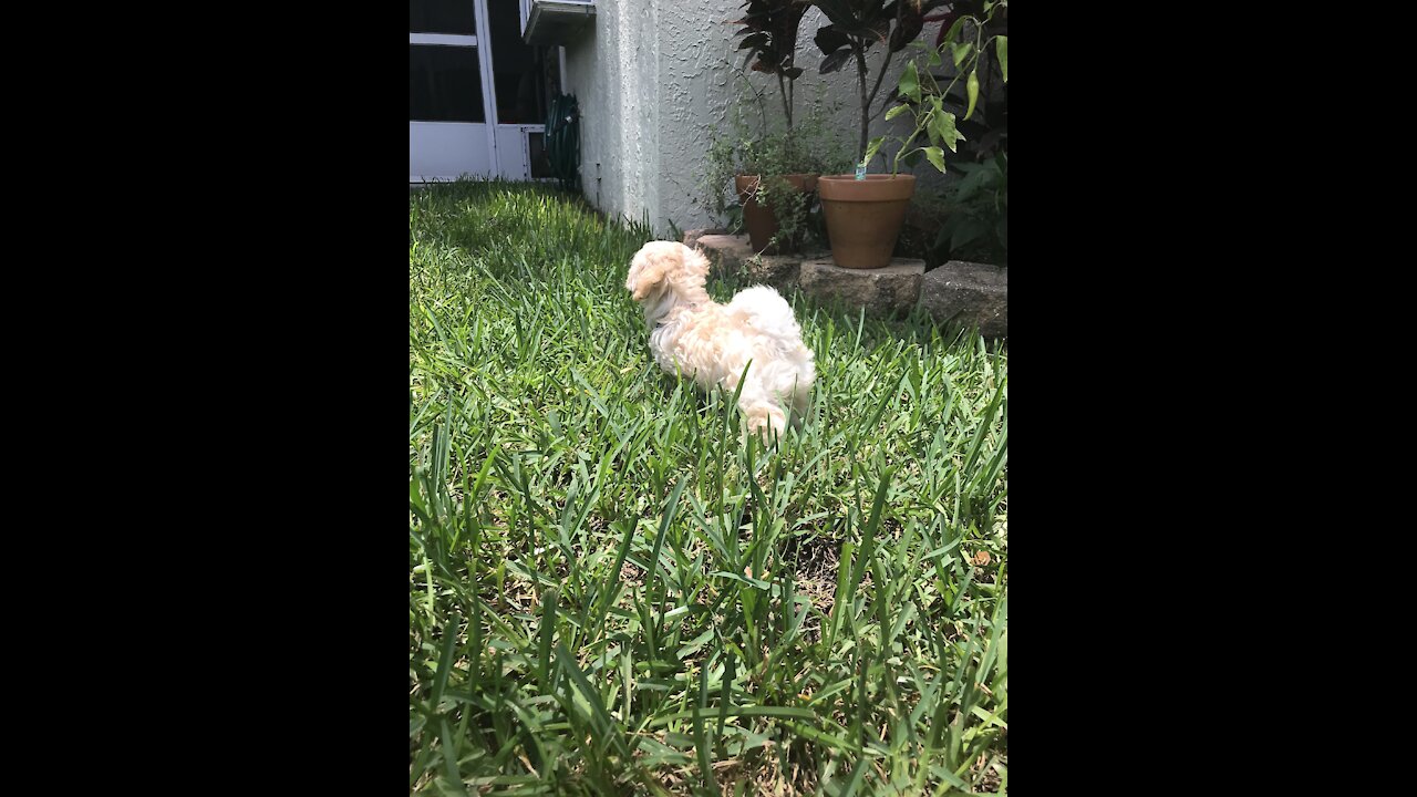 Meet Toby - The Happy Maltipoo